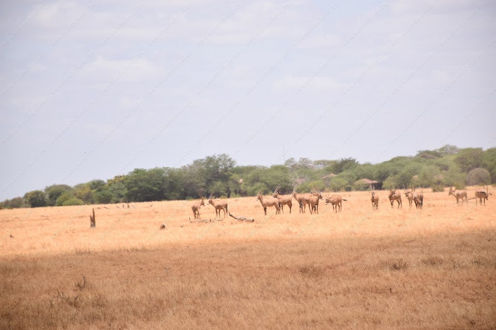 Tsavo National Park in Kenya