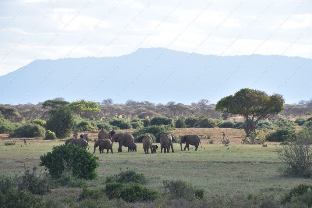 Tsavo East National Park Kenayn Safari