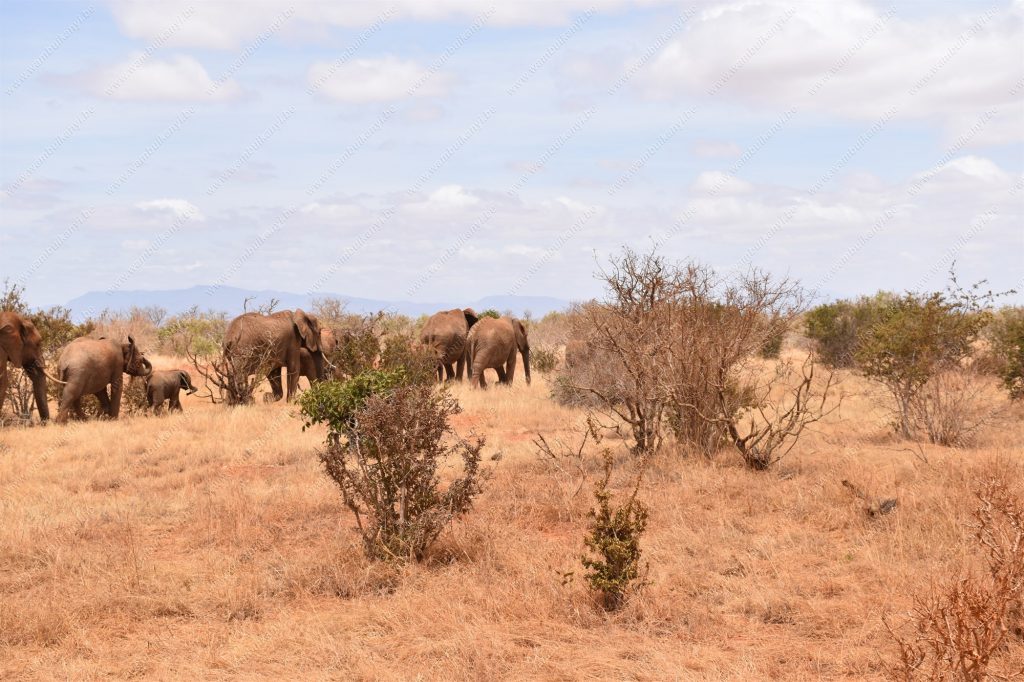 The red elephants of Tsavo National Park in Kenya