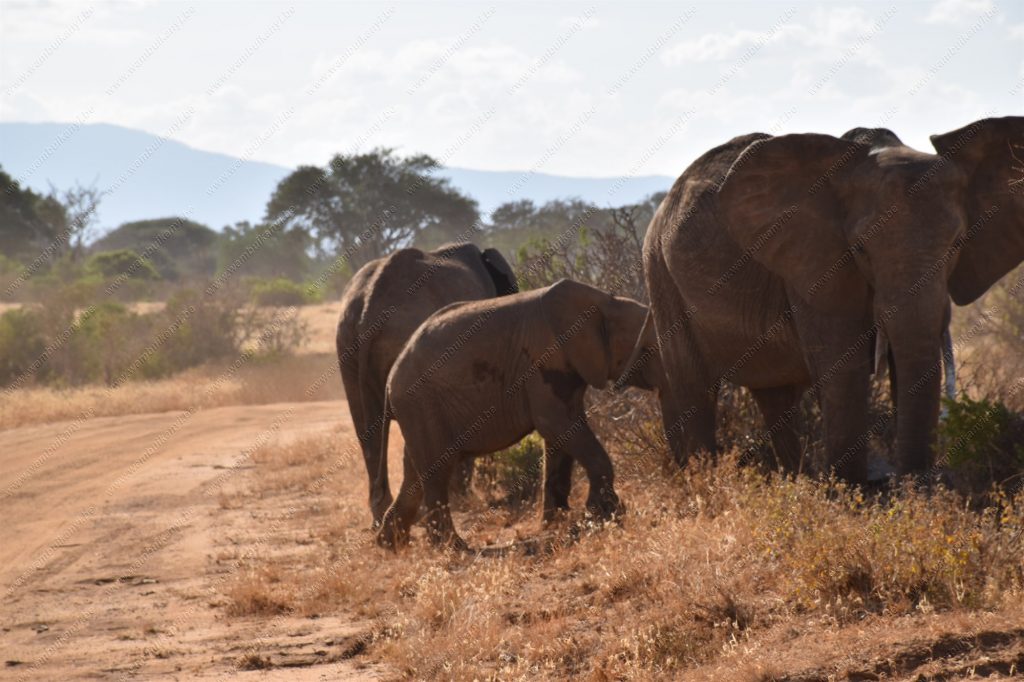 The red elephants of Tsavo National Park in Kenya