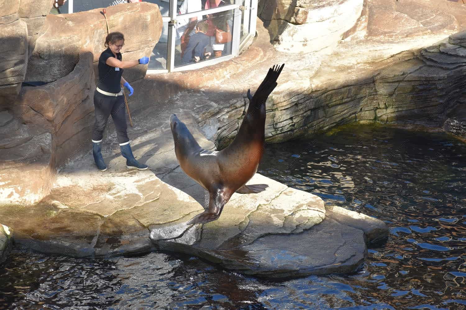 Sea Lion Show In Nausicaa Sea Center 