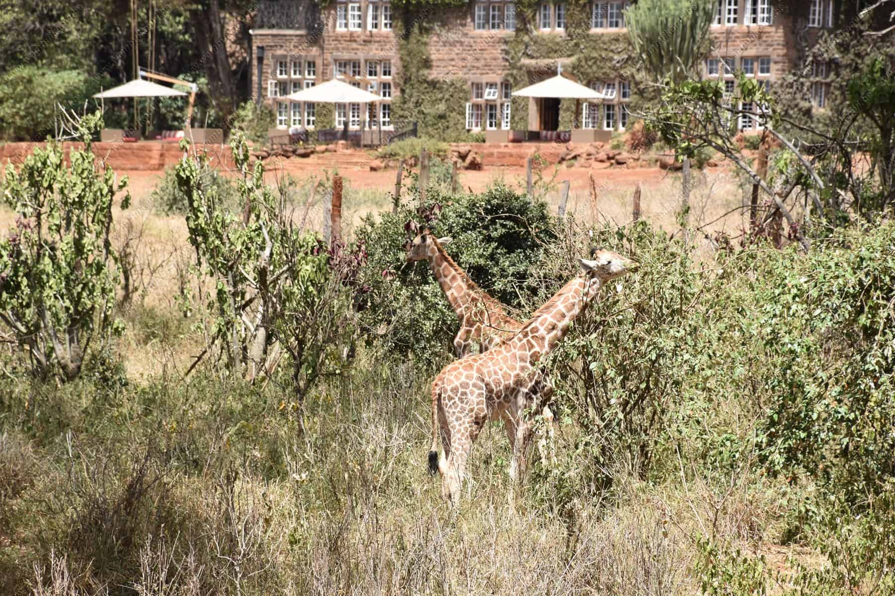 Giraffe Center and Giraffe Manor Nairobi